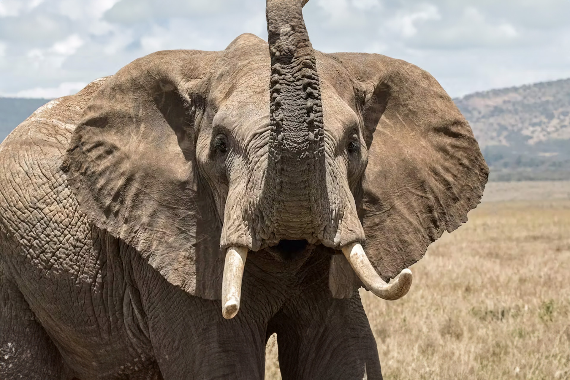 Le paradoxe de Preto ou la plus grande résistance des grands animaux au cancer